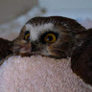 Meet your Posher, Ash